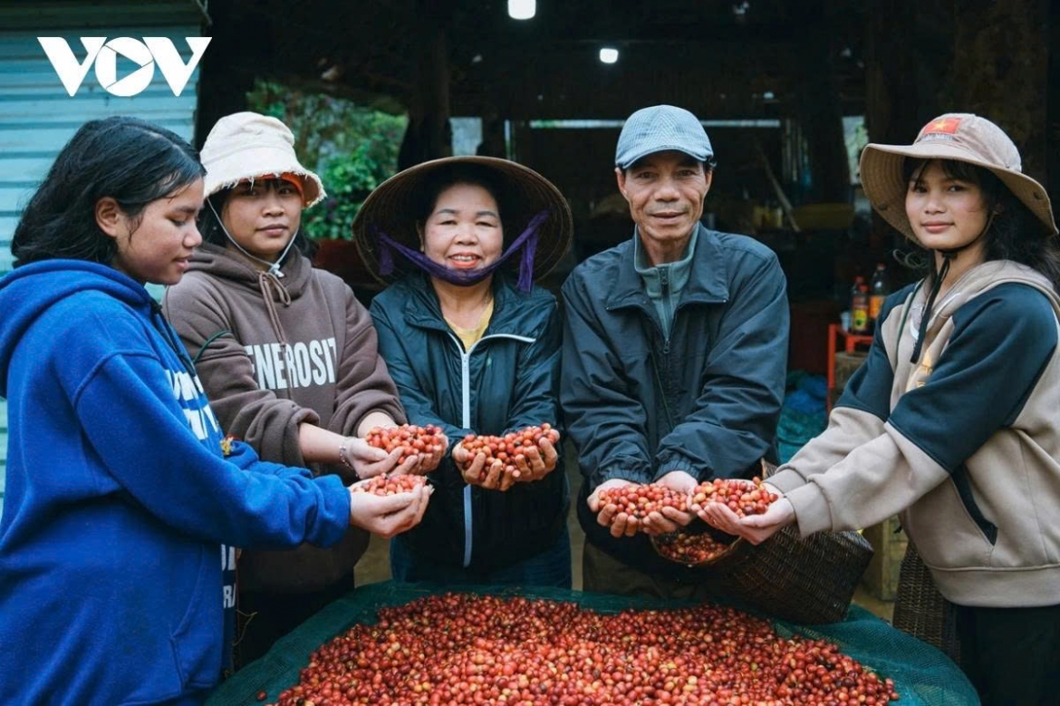 Giá cà phê hôm nay 7/10: Giá cà phê trong nước đi ngang